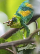 Three-horned chameleon (Trioceros jacksonii), male, between leaves on a branch, Bwindi Impenetrable