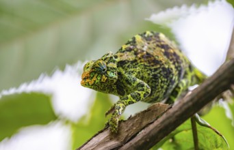 Three-horned chameleon (Trioceros jacksonii), female, on a branch, Bwindi Impenetrable Forest