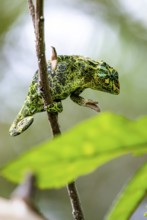 Three-horned chameleon (Trioceros jacksonii), female, on a branch, Bwindi Impenetrable Forest