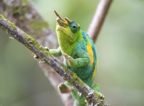 Three-horned chameleon (Trioceros jacksonii), male, sitting on a branch, Bwindi Impenetrable Forest