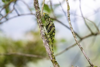 Three-horned chameleon (Trioceros jacksonii), female, sitting on a branch, Bwindi Impenetrable