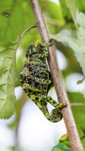 Three-horned chameleon (Trioceros jacksonii), female, sitting on a branch, Bwindi Impenetrable