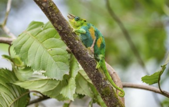 Three-horned chameleon (Trioceros jacksonii), male, on a branch, Bwindi Impenetrable Forest