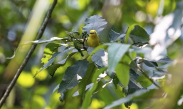 Green spectacled bird or Stuhlmann's spectacled bird (Zosterops stuhlmanni), bird sitting on a