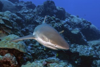 Underwater photo close-up of large adult Grey reef shark (Carcharhinus amblyrhynchos) shark