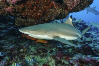 Underwater photo close-up of large adult blacktip reef shark (Carcharhinus melanopterus) blacktip