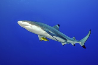 Underwater photo of Blacktip reef shark (Carcharhinus melanopterus) Blacktip reef shark swimming
