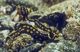 Magnificent star snail (Felimare picta) (formerly genus Hypselodoris) Nudibranch Aftergill crawls