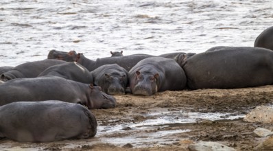 Hippopotamus (Hippopotamus amphibius), hippos lying on the banks of the Mara River, Serengeti