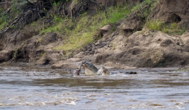 Nile crocodiles (Crocodylus niloticus) eating dead wildebeest, Mara River, Serengeti National Park,