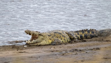 Nile crocodile (Crocodylus niloticus) on the banks of the Mara River, with open mouth, Serengeti