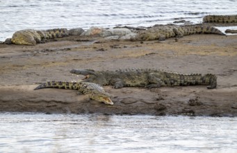 Nile crocodiles (Crocodylus niloticus) on the banks of the Mara River, with open mouth, Serengeti