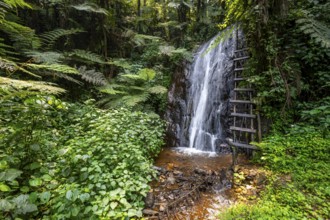Waterfall in rainforest with tree ferns, Rushaga, Bwindi Impenetrable Forest, Uganda