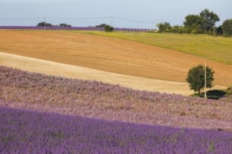 Fields on the Palteau de Valensole, Alpes-de-Haute-Provence, France