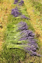 Pay de Sault, carved and curled lavender, Pay de Sault, Vaucluse, Provence, France