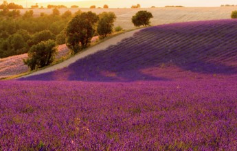F/Provence/Alpes-de-Haute-Provence: Fields on the Palteau de Valensole at sunset
