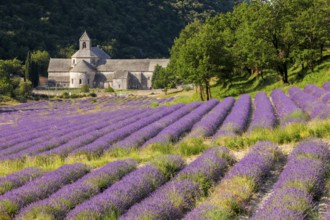 Cistercian monastery of Senanque next to a lavender field, Provence Alps Cote d'Azur, Haute
