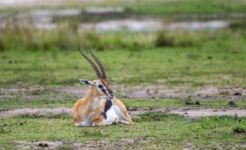 Serengeti Thomson's Gazelle (Eudorcas nasalis) sitting, Serengeti National Park, Tanzania