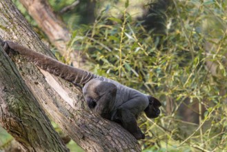A brown woolly monkey (Lagothrix lagothricha) sits in a tree, secured by its prehensile tail that