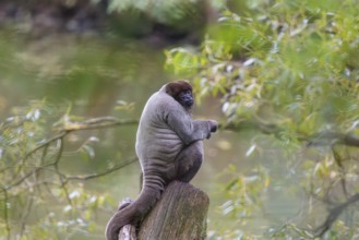 A brown woolly monkey (Lagothrix lagothricha) sits in a tree. Brazil, South America