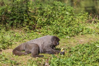 A brown woolly monkey (Lagothrix lagothricha) rests on the forest floor, eating. Brazil, South