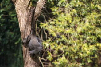 A brown woolly monkey (Lagothrix lagothricha) hangs in a tree, secured by its prehensile tail that