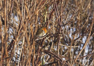 Robin (Erithacus rubecula), sitting between branched branches, North Rhine-Westphalia, Germany