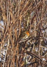 Robin (Erithacus rubecula), sitting between branched branches, North Rhine-Westphalia, Germany