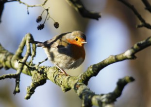 Robin (Erithacus rubecula), sitting on a tree trunk, North Rhine-Westphalia, Germany