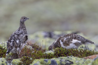 In the almost vegetation-free scree fields of the tundra, the rock ptarmigan (Lagopus muta) finds