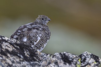 It is amazing how perfectly the plumage of the rock ptarmigan (Lagopus muta) adapts to its
