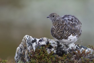 The rock ptarmigan (Lagopus muta) has chosen an exposed rock to explore its surroundings, tundra,