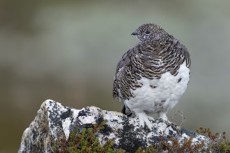 A rock ptarmigan (Lagopus muta) slowly gets its winter plumage, which is completely white at the