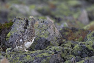 Even if the rock ptarmigan (Lagopus muta) stands exposed in the scree field, it is difficult to