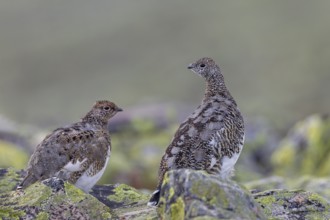 Rock ptarmigan (Lagopus muta) in autumn on the Idre fells, tundra, camouflage, adaptation,