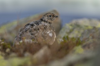 The rock ptarmigan (Lagopus muta) trusts its perfect camouflage, tundra, adaptation, transitional