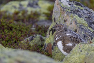 The rock ptarmigan (Lagopus muta) is perfectly camouflaged with its plumage in the scree fields of