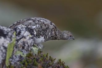 A rock ptarmigan (Lagopus muta) foraging in a scree field, tundra, camouflage, adaptation,