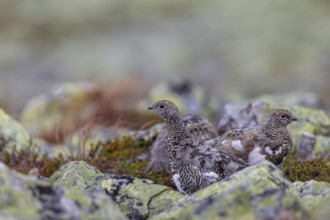 In autumn the rock ptarmigan (Lagopus muta) still wear their summer plumage, in a few weeks they