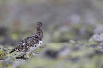 The rock ptarmigan (Lagopus muta) lives all year round in the alpine zone of many mountains in the