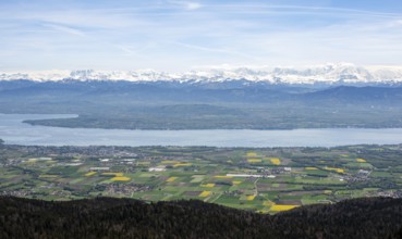 Les Dents du Midi's snowy peaks tower above Lake Geneva, framed by vibrant fields and a lush forest