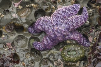 A vibrant Ochre sea star, Pisaster ochraceus, rests among tide pools at low tide on Ruby Beach,