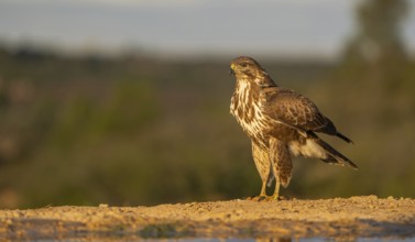 A captivating image of a hawk standing solemnly on the ground, bathed in the warm, golden light of
