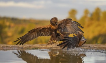 A dramatic scene unfolds as two eagles engage in a fierce fight by a water body, against a backdrop