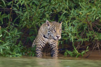A standing jaguar in the water, alert in the dense jungle, Jaguar (Panthera onca), Pantanal, UNESCO