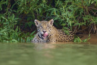 A jaguar in the water, licking its tongue, surrounded by dense jungle, Jaguar (Panthera onca),