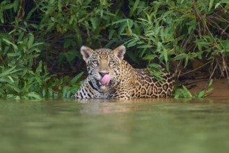 A jaguar in the water licking its tongue, surrounded by lush greenery, Jaguar (Panthera onca),