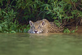 A jaguar in the water, half-hidden in the jungle, with an attentive gaze, Jaguar (Panthera onca),