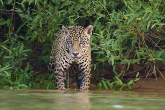 A jaguar stands in the water, alert in the surrounding jungle, Jaguar (Panthera onca), Pantanal,