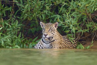 A jaguar in the water, surrounded by jungle, with an attentive and watchful gaze, Jaguar (Panthera